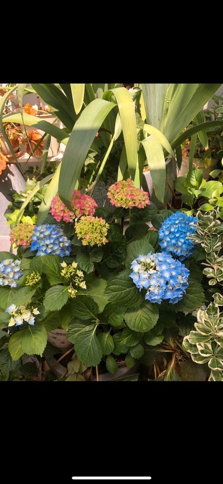 Hortensie Blume Pflanze Strauch pflegeleicht in Heidelberg