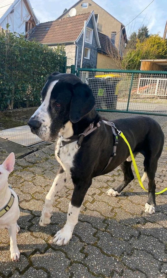 HANNIBAL Deutsche Dogge Rüde Tierschutz Hund in Wuppertal