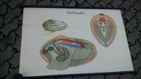 Schaubild "Teichmuschel", Wandkarte, Ostalgie, DDR, VEB Leipzig - Grünau-Mitte Vorschau