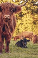 Highland Cattle,Kühe mit Kälber,Hochlandrinder,Rinder Bullen Nordrhein-Westfalen - Neunkirchen Siegerland Vorschau