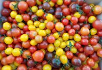 Tomaten- und Paprikapflanzen zu verkaufen Brandenburg - Finsterwalde Vorschau