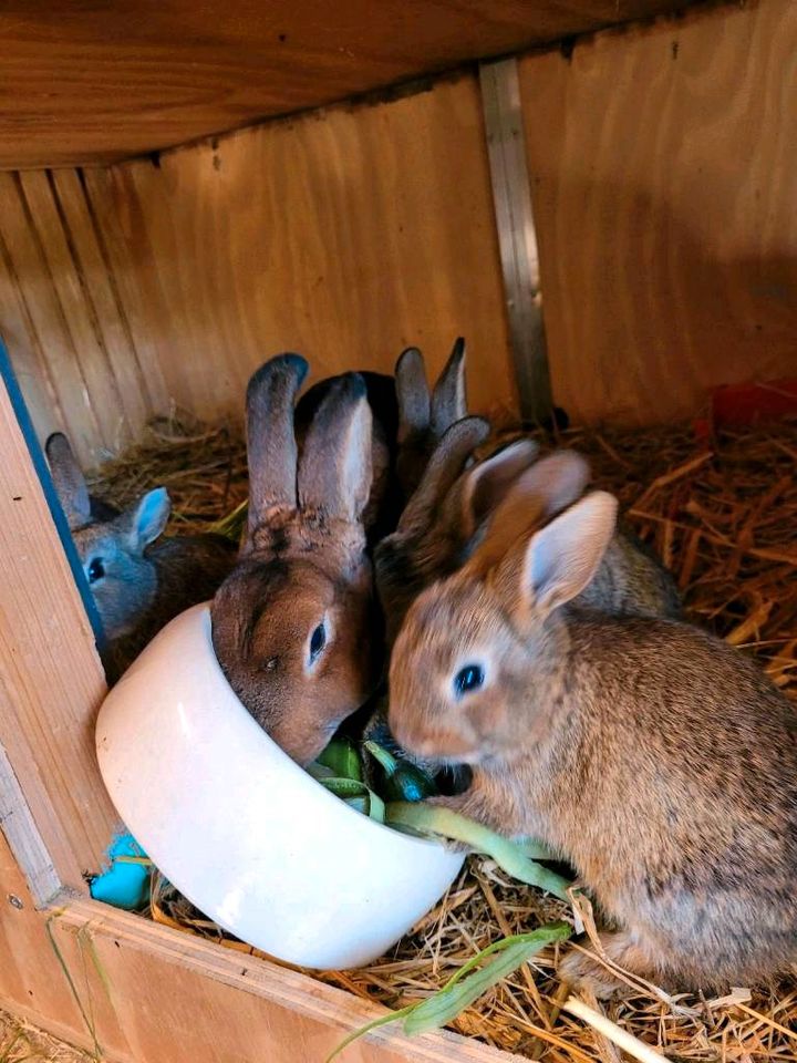 Kaninchenbaby in Schmalkalden