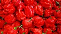 Carolina Reaper Pulver 2.2 Mio Scoville aus weltschärfster Chili Berlin - Marzahn Vorschau