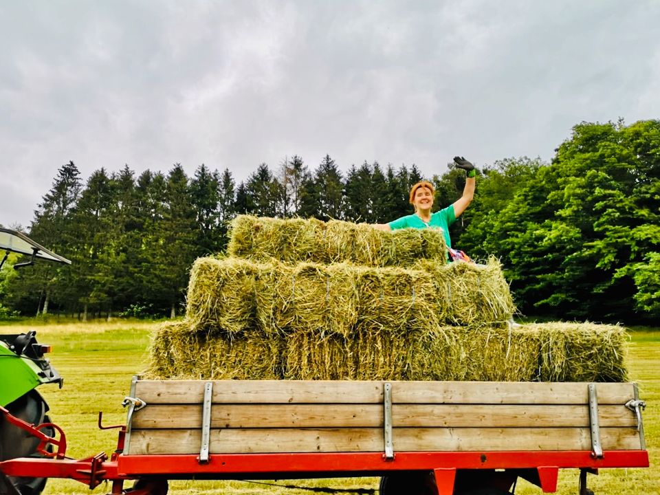 Heu, beste Qualität, kleine Quaderballen in Goldkronach