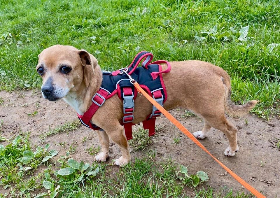 MARIQUILLA Dackel Mischling Tierschutz Hund Hündin in Overath