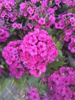 Flammenblume / Phlox paniculata / Stauden Nordrhein-Westfalen - Bocholt Vorschau