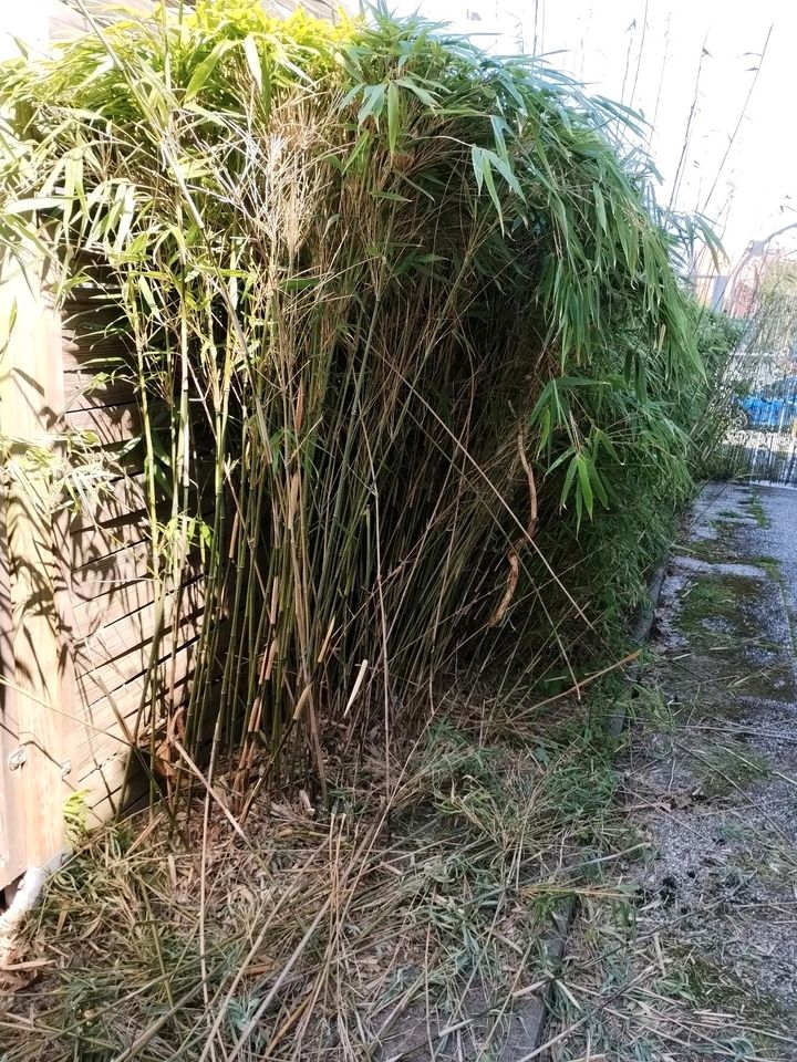 Bambus zum selbst ausgraben, 10€ für ca. 0,8 x 1m in Wehrheim