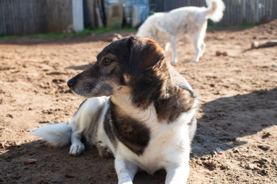 Ronja liebt lange Spaziergänge in Ahrensburg