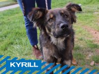 Sanfter Hund Kyrill sucht Zuhause Nordrhein-Westfalen - Hilden Vorschau