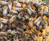 Bienenkönigin, Ableger, Bienenvölker, Kunstschwarm Schleswig-Holstein - Groß Vollstedt Vorschau