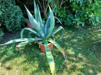 Große Agave Sachsen - Heidenau Vorschau