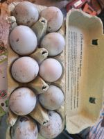 Laufenten eier Nordrhein-Westfalen - Schleiden Vorschau