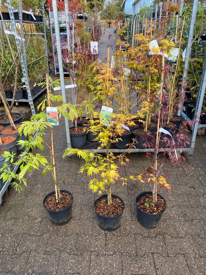 Fächerahorn Japanischer Ahorn 100-120cm Acer palmatum in Simmerath