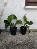 Canna indica I indisches Blumenrohr I Pflanze I Garten Bayern - Karlsfeld Vorschau