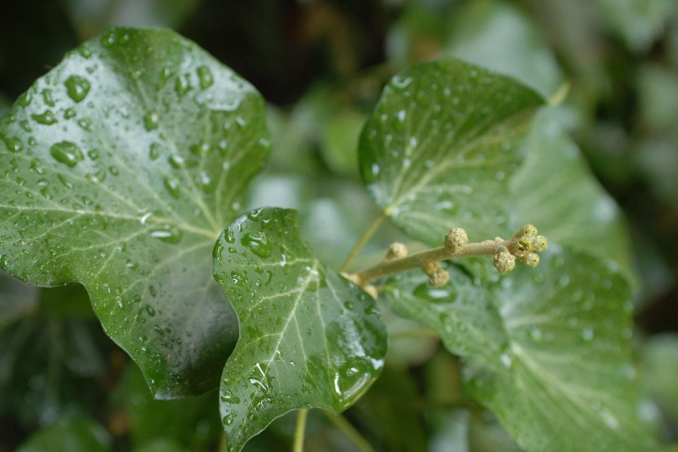 Gartenarbeiten, Gartenpflege – Gartenservice Fiener in Mauritz