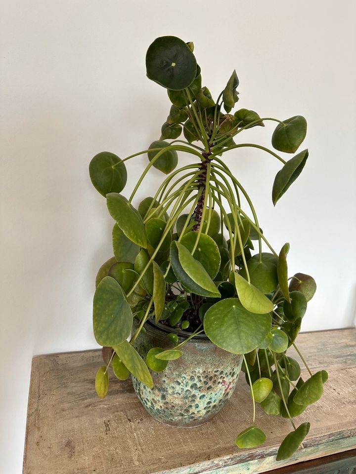 Pilea Peperomioides chinesischer Geldbaum Zimmerpflane Ufo Pflanz in Birkenfeld