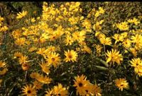 ⭐⭐⭐ Winterharte Sonnenblumen , Indianernesseln / Stauden Nordrhein-Westfalen - Marl Vorschau