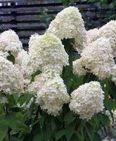 Rispenhortensie Hortensie Gartenpflanze winterhart Sachsen-Anhalt - Halle Vorschau