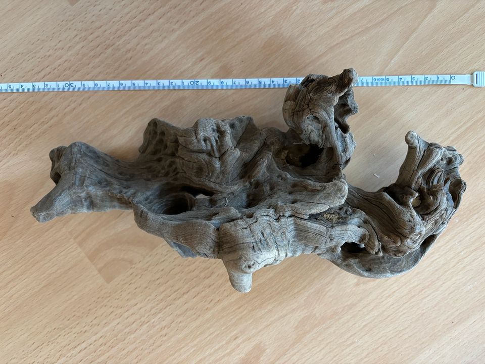 Wurzel Holz Hamster Nager Reptil in Dresden