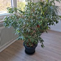 Ficus Benjamini, 130 cm, grün-weiß, Bayern - Kaufbeuren Vorschau