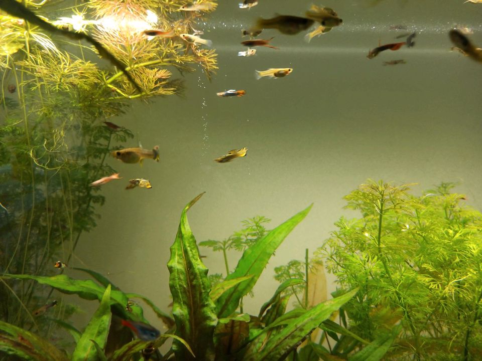 Endler Guppys in Ochtrup