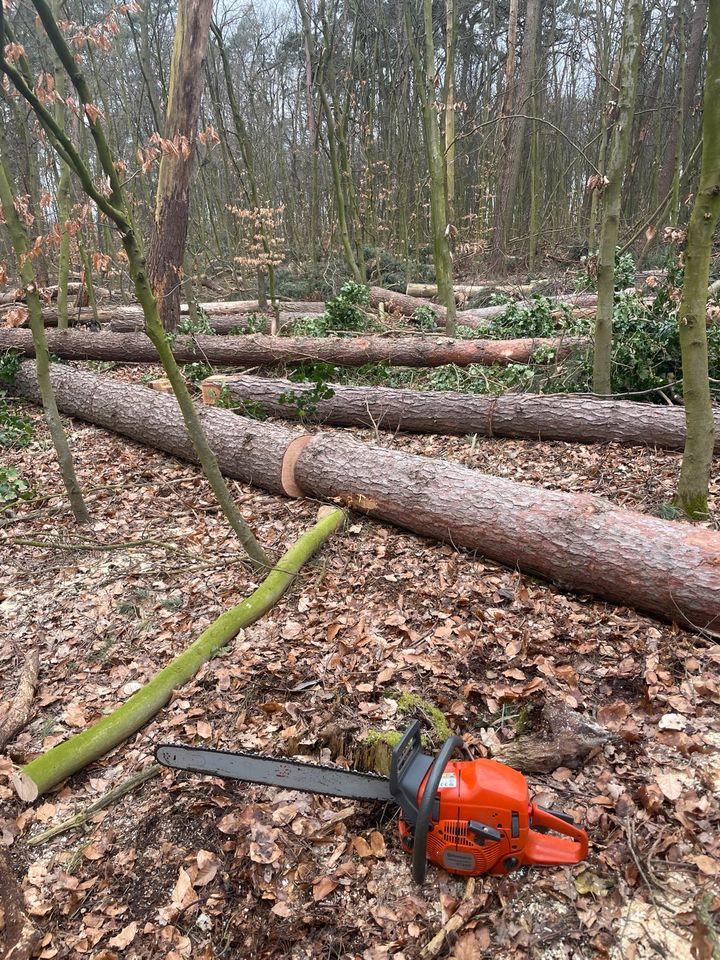 Forstarbeiten, Brennholz in Pattensen