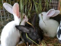 Junge Kaninchen Unstrut-Hainich - Heroldishausen Vorschau