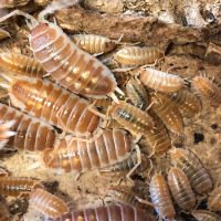 Asseln Porcellio ornatus tangerine dream Nordrhein-Westfalen - Erkelenz Vorschau