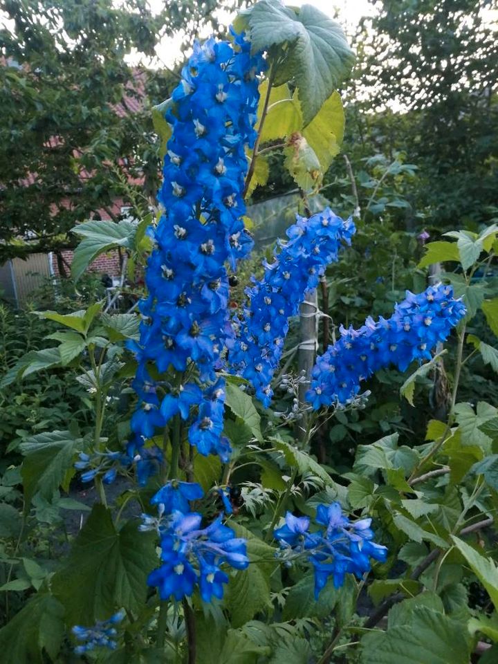 Ritternsporn, Schwertlilie (duftende) und Margaritte in Winsen (Luhe)