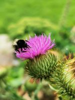 Eselsdistel Samen und Jungpflanzen, Insektenfreundlich Sachsen - Zettlitz bei Rochlitz Vorschau