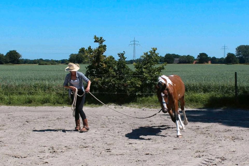 Bodenarbeit -Horsemanship / Beratung in der Erziehung in Blomberg