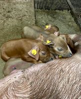 Reinrassige Duroc Ferkel Schwein Sau Eber Hausschwein Nordrhein-Westfalen - Petershagen Vorschau