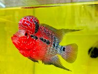 flowerhorn srd Bayern - Eslarn Vorschau