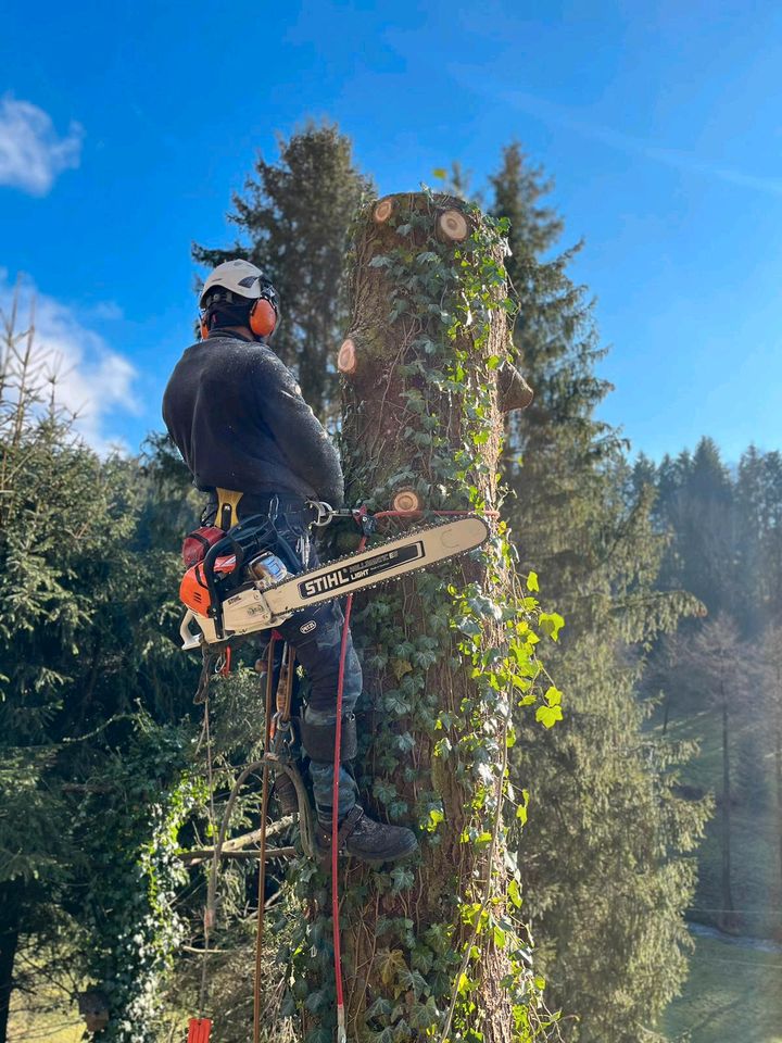 Holzeinschlag Holzrückung Baumfällungen Baumpflege Stubbenfräsen in Zwoenitz