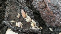 Porcellio scaber "Ghost" - Zuchtansatz 15 Tiere Bayern - Waldkraiburg Vorschau