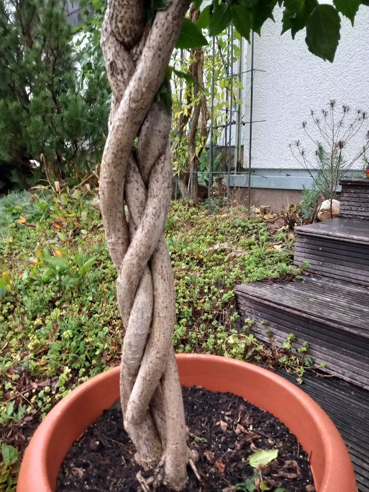 wunderschöne Topfpflanze in Hiddenhausen