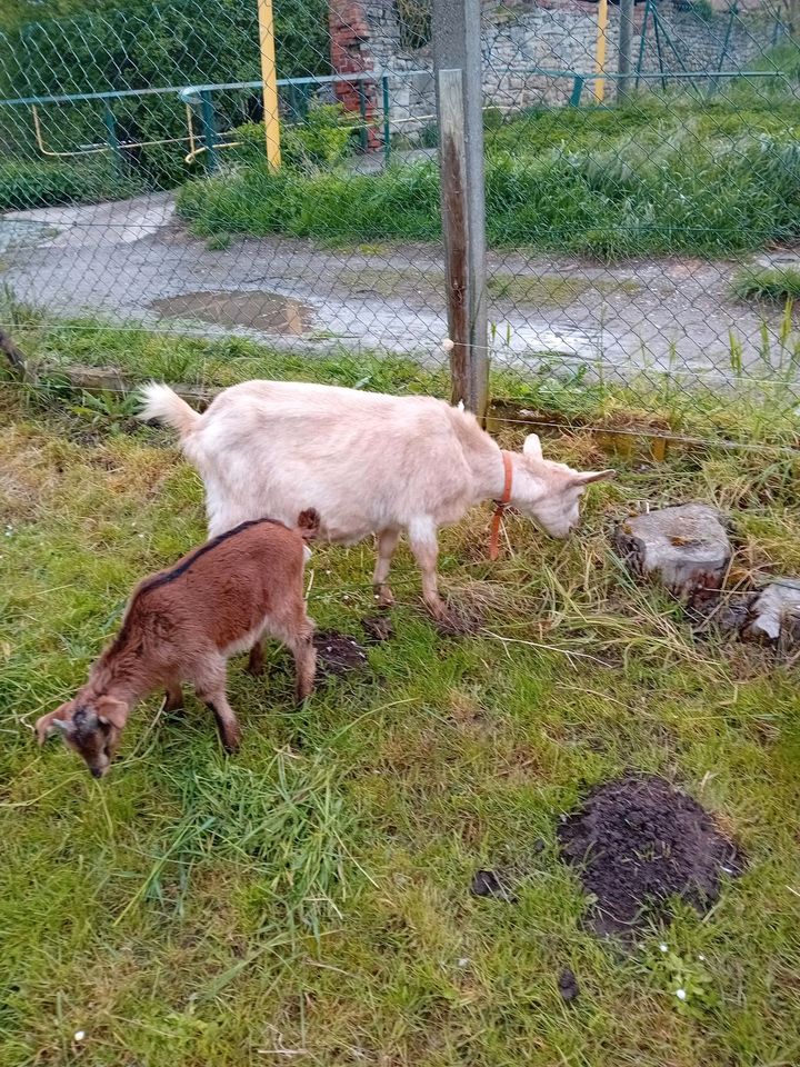 Ziege mit Lamm in Groß Quenstedt