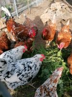 Bruteier vom Schwedischen Blumenhuhn Hessen - Ebsdorfergrund Vorschau