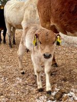 Zwergzebu Kuh-Kalb Thüringen - Georgenthal Vorschau