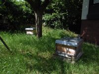 Bienen Bienenvolk Ableger zu verkaufen Baden-Württemberg - Kirchheim unter Teck Vorschau