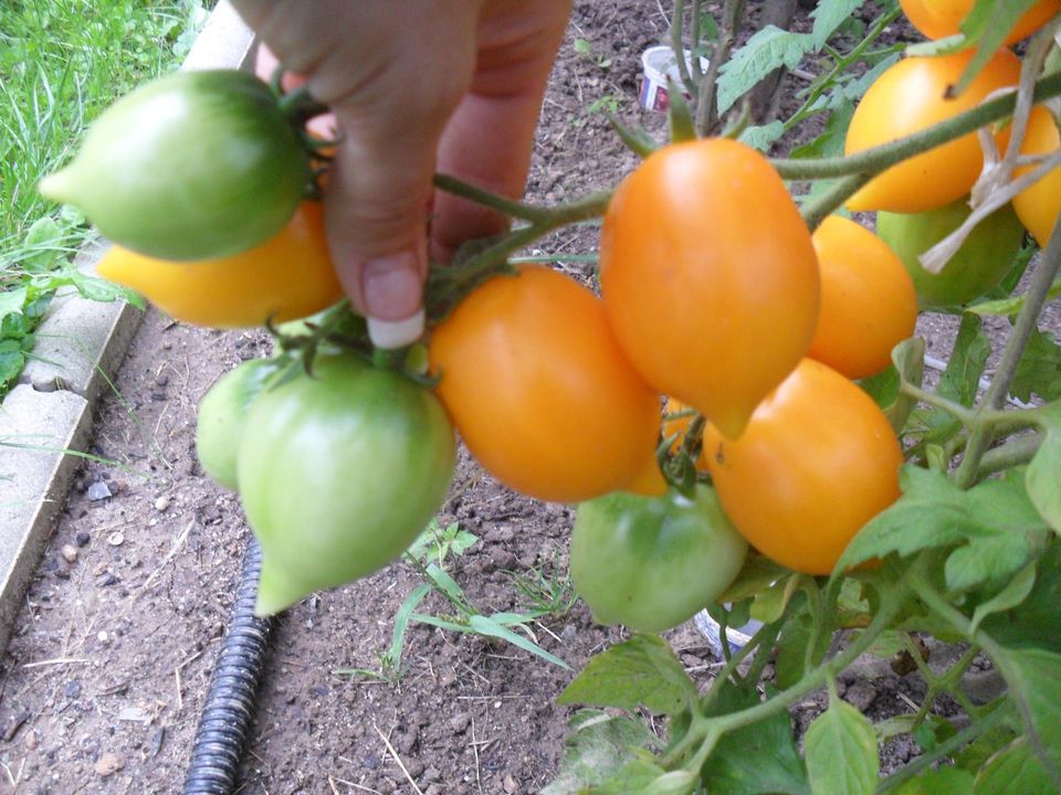 Tomaten Samen, Bohnen, Melonen, Gurken, seltenes Gemüse, Samen in Duisburg