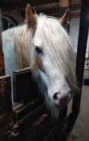 Irish Cob, Tinker in Sonderfarbe Niedersachsen - Köhlen Vorschau