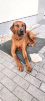 Rhodesian Ridgeback sucht Neues Zuhause mit Familie Brandenburg - Falkensee Vorschau