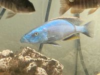 Dimidiochromis compressiceps Bayern - Altenstadt Iller Vorschau