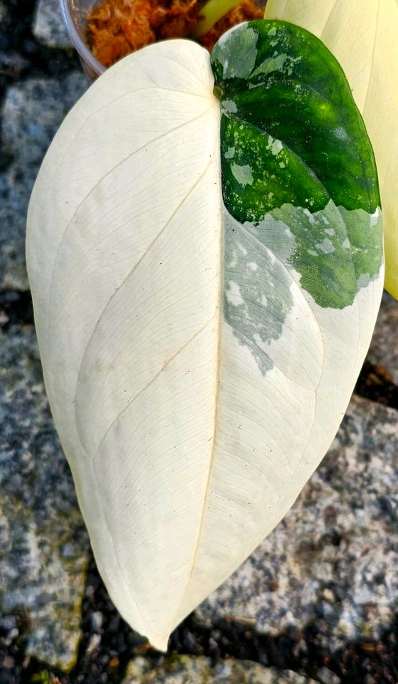 Syngonium Chiapense Variegata - Y14 in Obertshausen