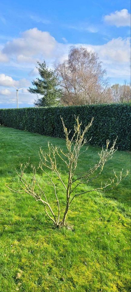 Hecke schneiden auch nach Februar möglich Heckenschnitt Pflege in Bedburg-Hau