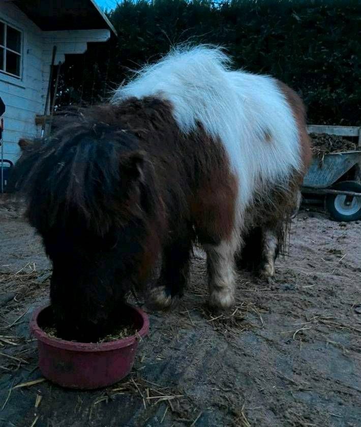 Minishetty Pony (Hengst) Kinderlieb 2 jährig total süß in Nordhorn