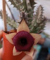 Huernia Olga cv. Osterholz - Ellenerbrok-Schevemoor Vorschau