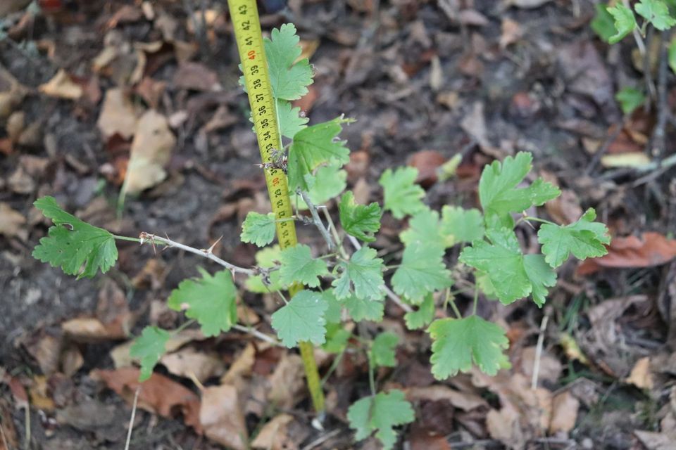 Beeren Stachelbeere gelbe Früchte Sträucher ca. 40 - 100 cm hoch in Beetzendorf