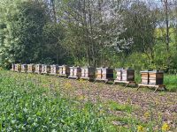 Bienenvölker auf Zander Bayern - Bad Birnbach Vorschau
